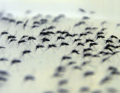  Mosquitos com Wolbachia no insetário da Fiocruz. Foto: Peter Ilicciev. 